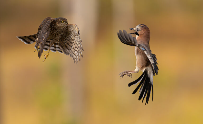 Spurvehauken Fotoskjul