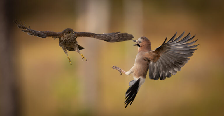 Spurvehauk og nøtteskrike